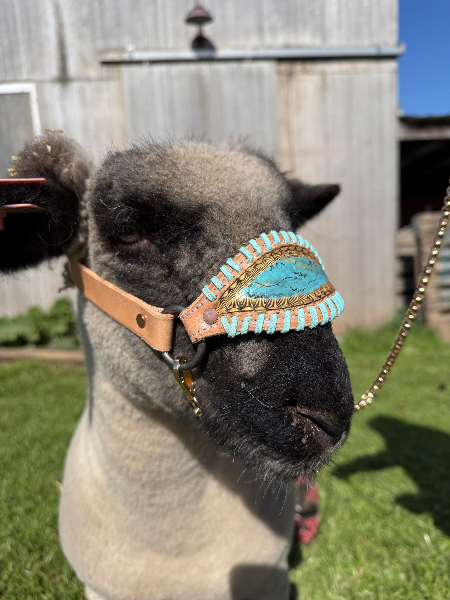 Turquoise Lamb/Goat Halter