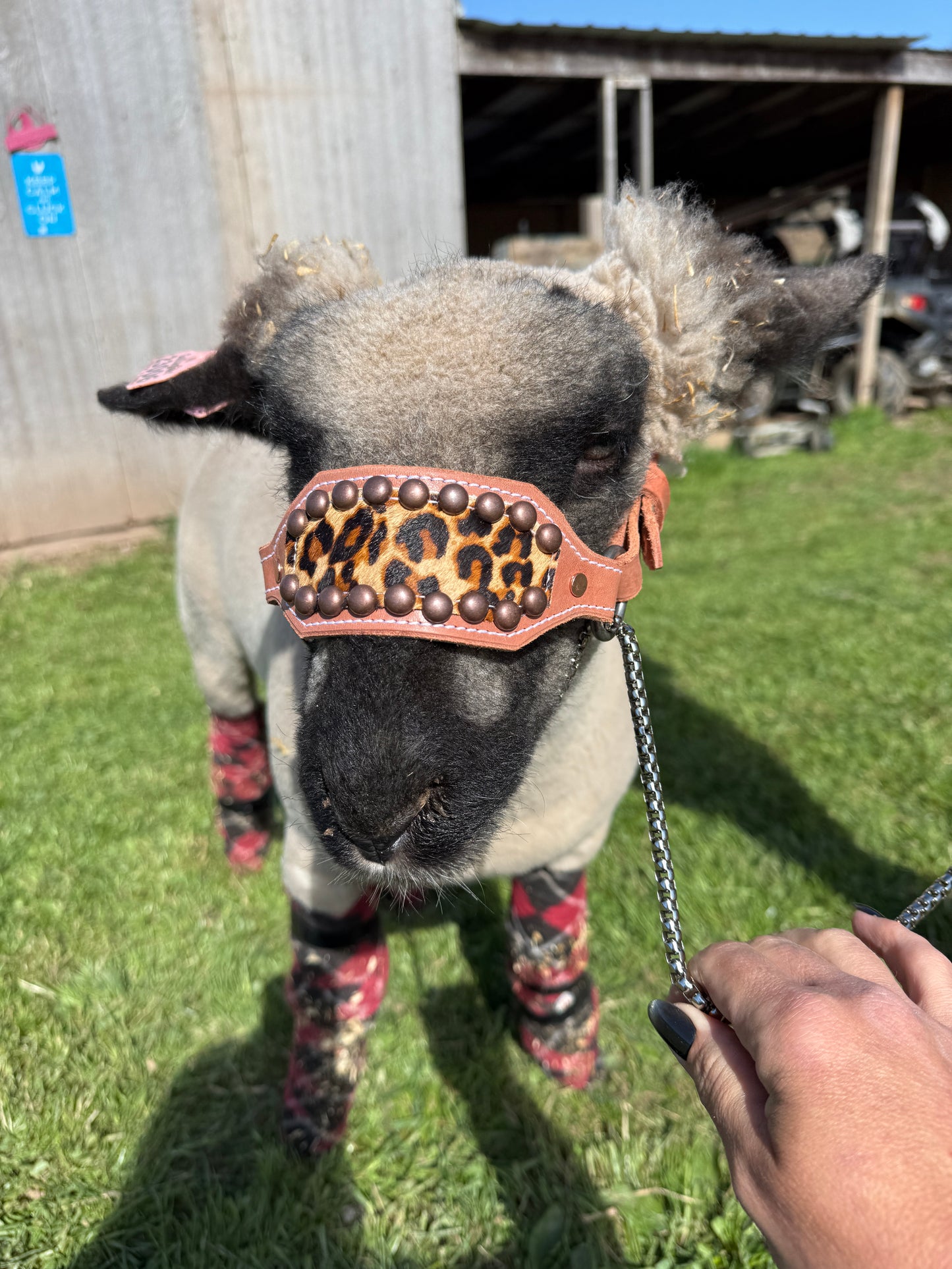 Leopard Lamb/Goat Halter