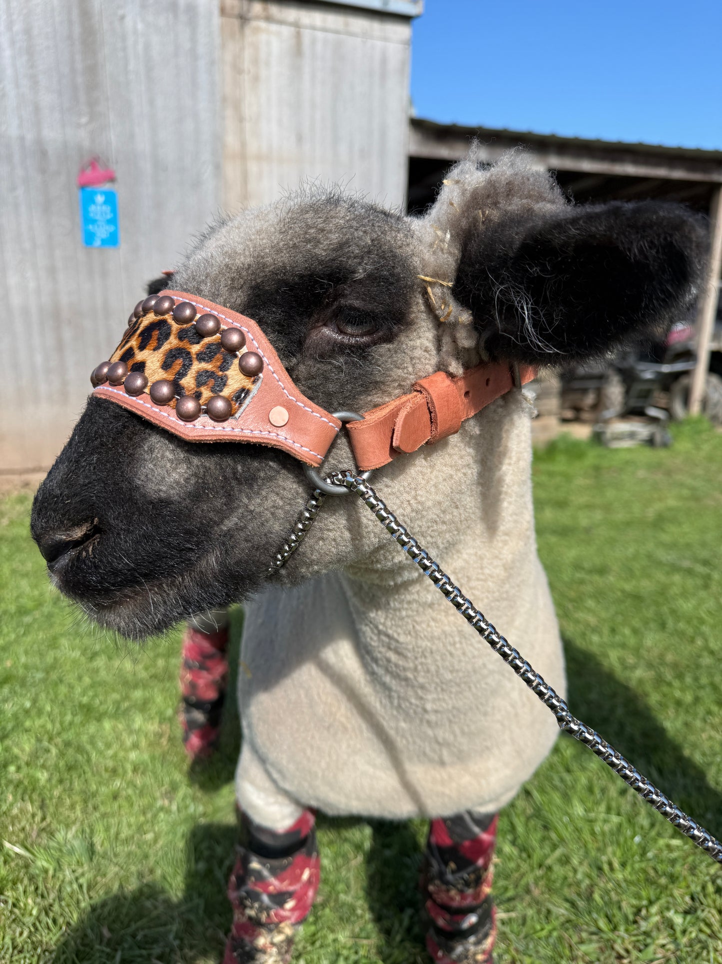 Leopard Lamb/Goat Halter