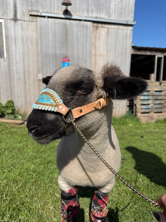 Turquoise Lamb/Goat Halter